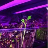 Фитосветильник Орион 44 Вт для марихуаны Фитосветильник Орион 44 Вт для марихуаны