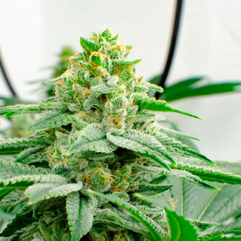 Семена  Kerosene Krash feminised Ganja Seeds