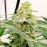 Семена марихуаны в Казахстане Kerosene Krash feminised Ganja Seeds Семена марихуаны в Казахстане Kerosene Krash feminised Ganja Seeds