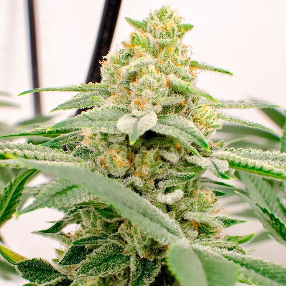 Семена марихуаны в Казахстане Kerosene Krash feminised Ganja Seeds Семена марихуаны в Казахстане Kerosene Krash feminised Ganja Seeds