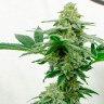 Семена конопли недорого Kerosene Krash feminised Ganja Seeds Семена конопли недорого Kerosene Krash feminised Ganja Seeds