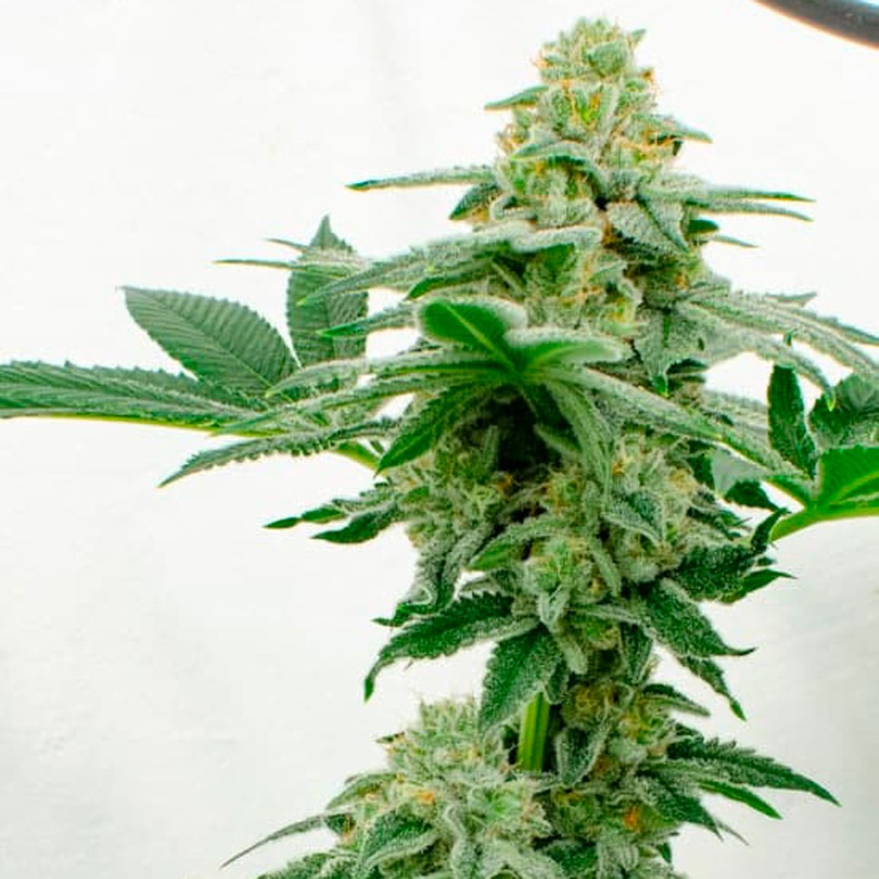 Семена конопли недорого Kerosene Krash feminised Ganja Seeds Семена конопли недорого Kerosene Krash feminised Ganja Seeds