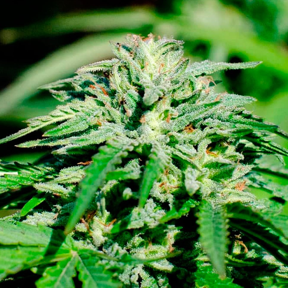 Недорогие семена каннабиса Kerosene Krash feminised Ganja Seeds Недорогие семена каннабиса Kerosene Krash feminised Ganja Seeds
