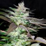 Семена  Black Domina x Jack Herer feminised Ganja Seeds Семена  Black Domina x Jack Herer feminised Ganja Seeds