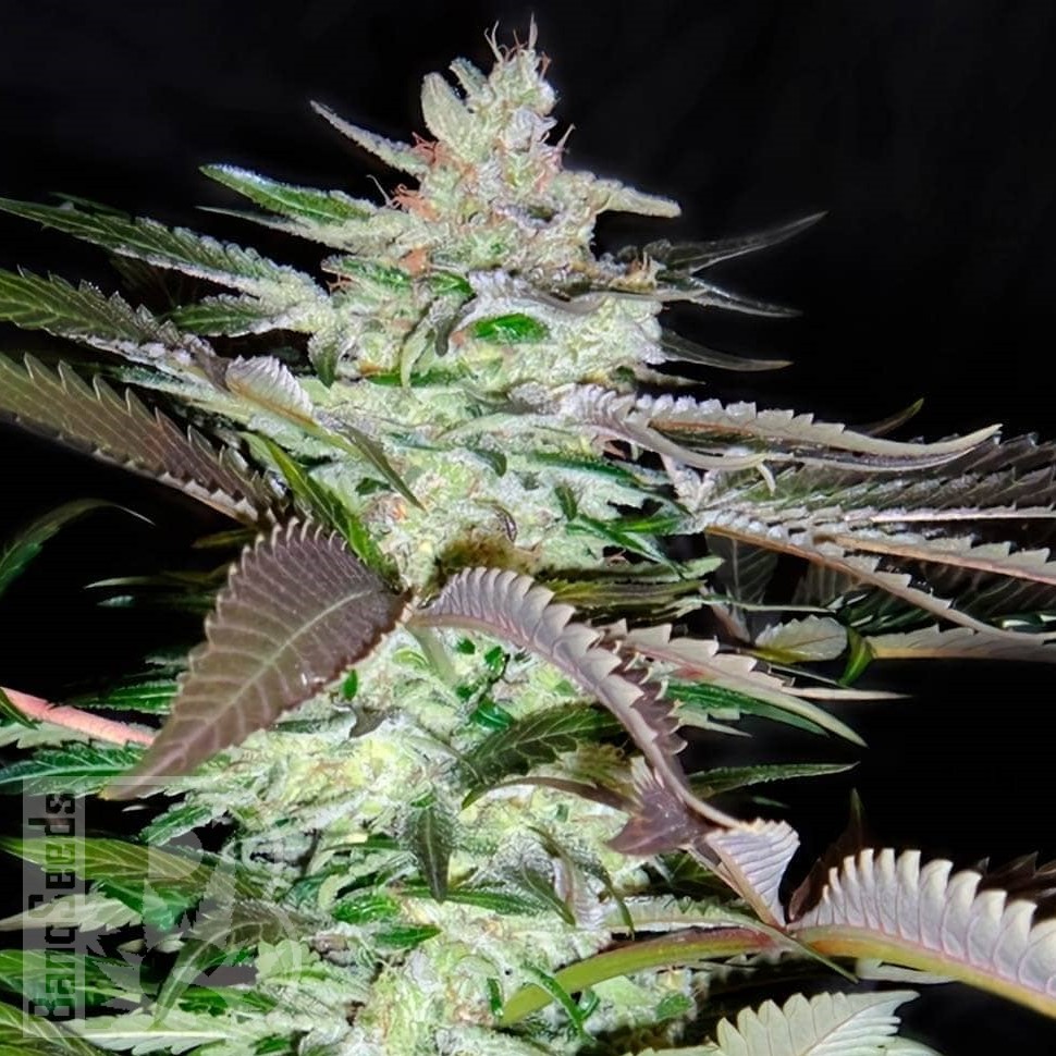 Семена  Black Domina x Jack Herer feminised Ganja Seeds Семена  Black Domina x Jack Herer feminised Ganja Seeds