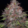 Семена  Black Domina x Jack Herer feminised Ganja Seeds Семена  Black Domina x Jack Herer feminised Ganja Seeds