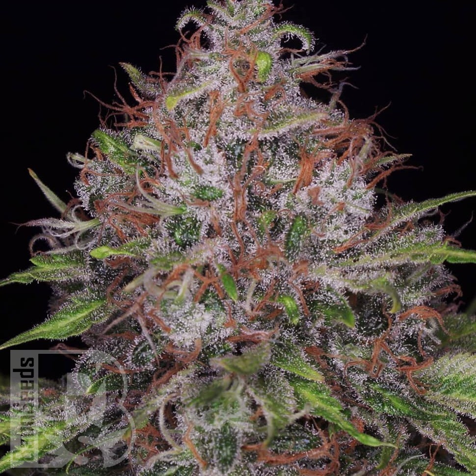 Семена  Black Domina x Jack Herer feminised Ganja Seeds Семена  Black Domina x Jack Herer feminised Ganja Seeds