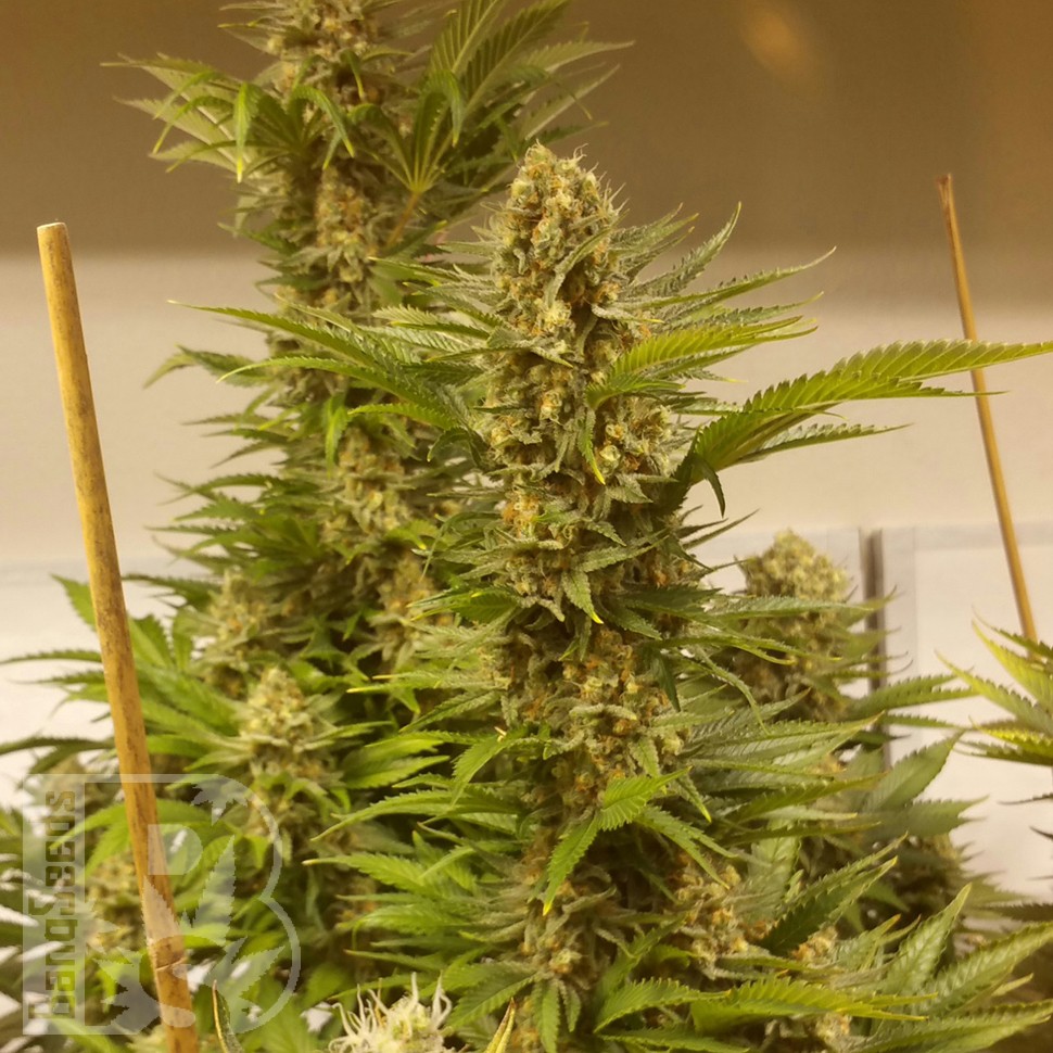 Семена ганжа  White Widow x Black Domina feminised Ganja Seeds