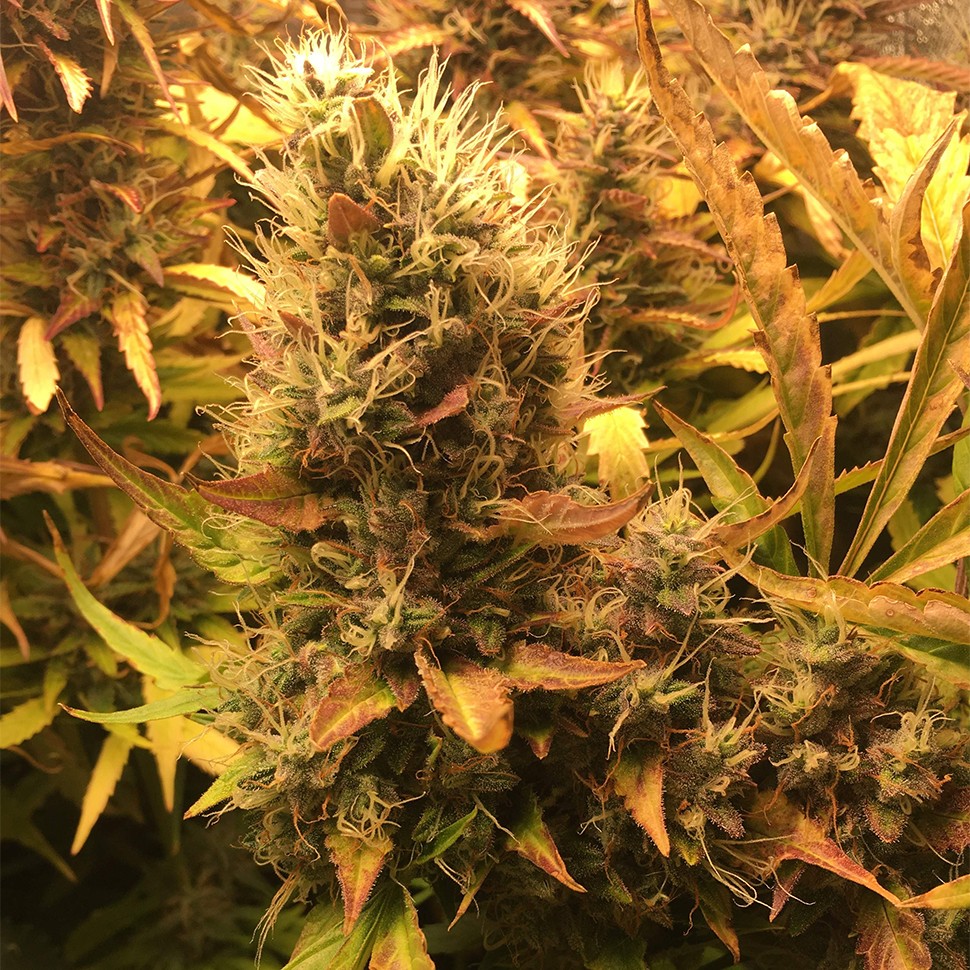 купить семена конопли Auto Brooklyn Sunrise feminised Ganja Seeds купить семена конопли Auto Brooklyn Sunrise feminised Ganja Seeds