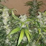 заказать семена конопли почтой Blue Queen feminised заказать семена конопли почтой Blue Queen feminised
