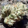 где можно заказать семена конопли Blue Queen feminised где можно заказать семена конопли Blue Queen feminised