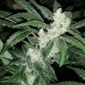 заказать на сайте семена конопли Blue Queen feminised заказать на сайте семена конопли Blue Queen feminised