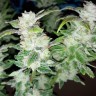 заказать качественные семена конопли Blue Queen feminised заказать качественные семена конопли Blue Queen feminised