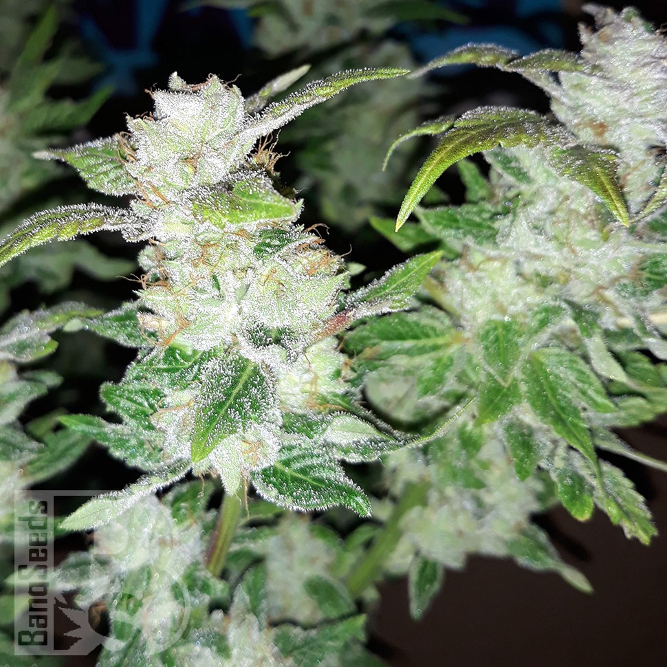 Семена  Blue Queen feminised Ganja Seeds