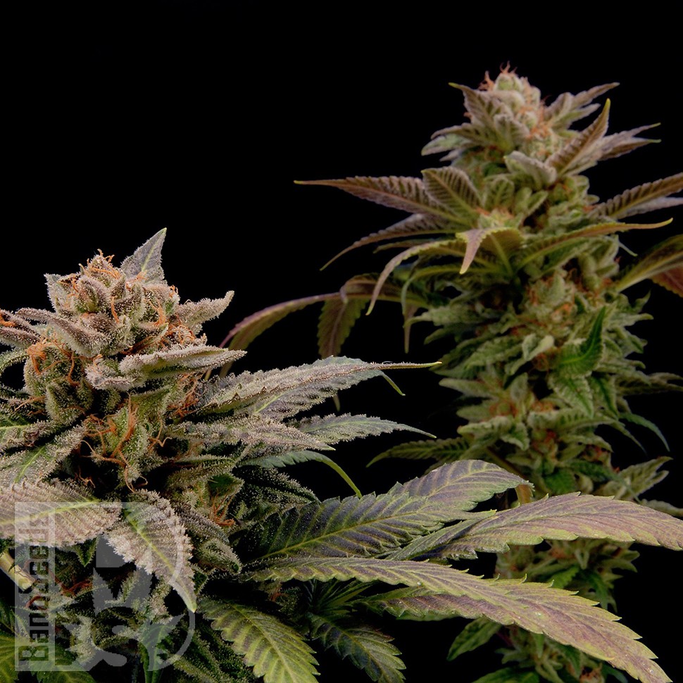 Семена каннабиса  White Widow x Bubble Gum feminised Ganja Seeds
