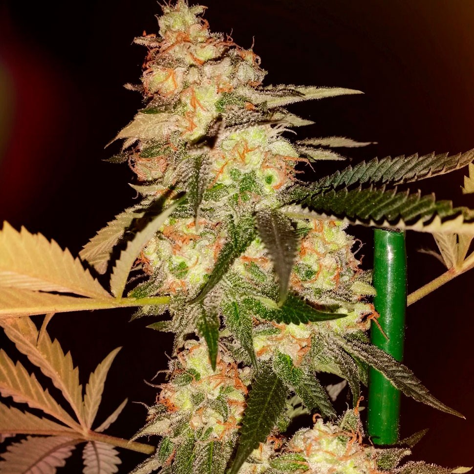 купить семена конопли недорого Bubble Gum regular купить семена конопли недорого Bubble Gum regular
