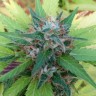 регулярные семена конопли купить Bubble Gum regular регулярные семена конопли купить Bubble Gum regular