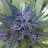 купить урожайные семена конопли Bubble Gum regular купить урожайные семена конопли Bubble Gum regular