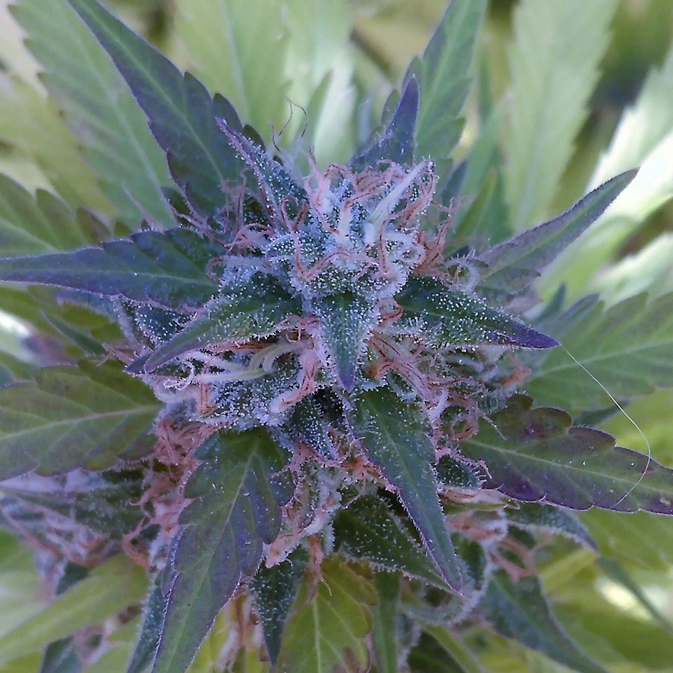 купить урожайные семена конопли Bubble Gum regular купить урожайные семена конопли Bubble Gum regular