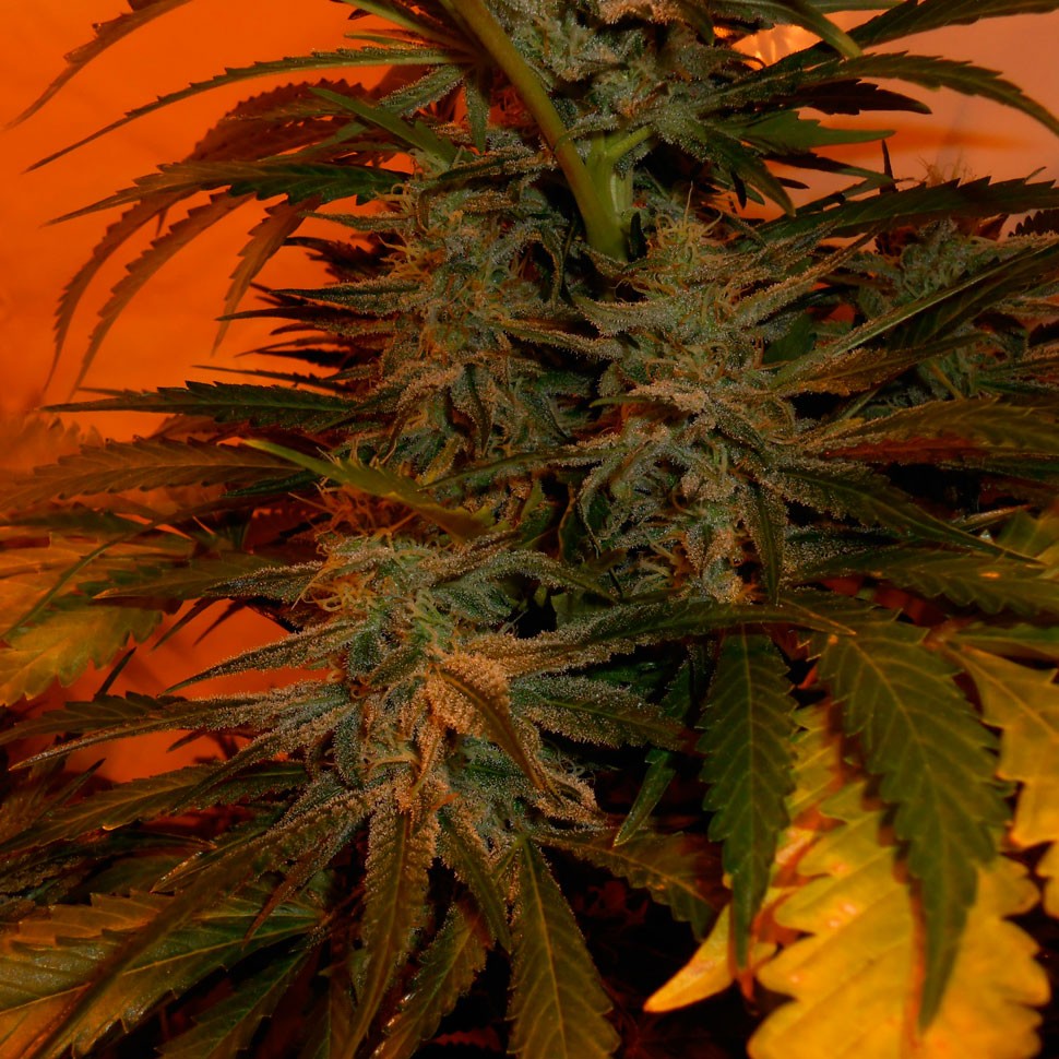купить качественные семена конопли Bubble Gum regular купить качественные семена конопли Bubble Gum regular