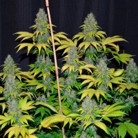 Bubble Gum regular Ganja Seeds