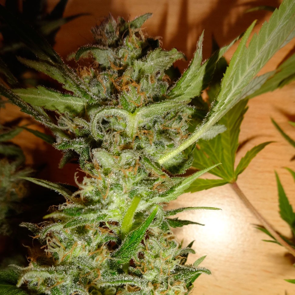 купить мощные семена конопли Bubble Gum regular купить мощные семена конопли Bubble Gum regular
