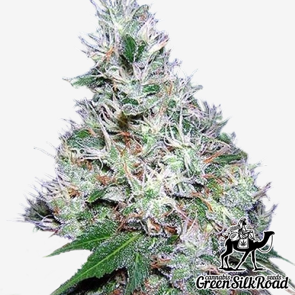 Семена каннабиса  Auto Bubble Gum feminised Green Silk Road Seeds