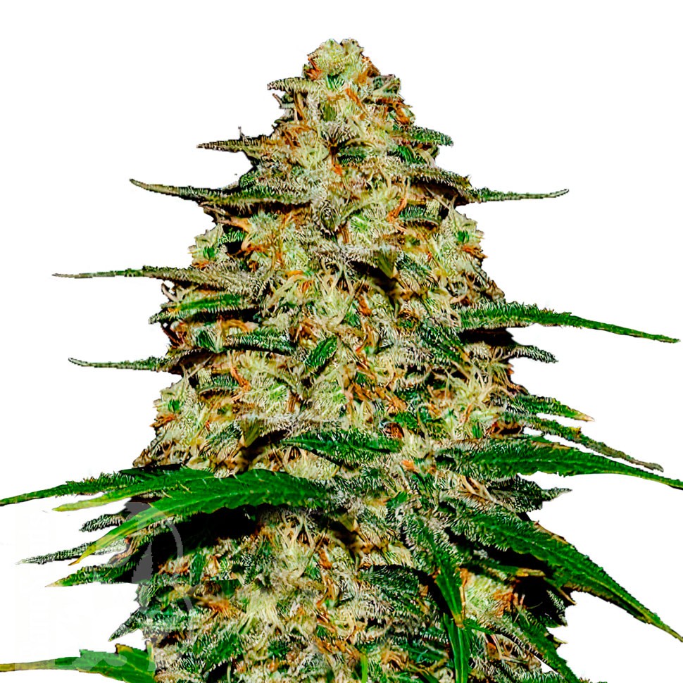 Семена конопли Wedding Cheesecake feminised Ganja Seeds Семена конопли Wedding Cheesecake feminised Ganja Seeds