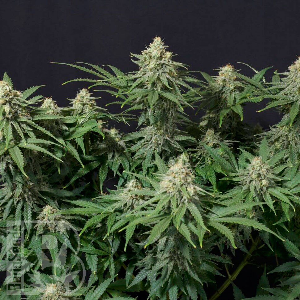 Семена  Wedding Cheesecake feminised Ganja Seeds