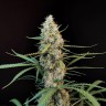 Семена  Wedding Cheesecake feminised Ganja Seeds Семена  Wedding Cheesecake feminised Ganja Seeds