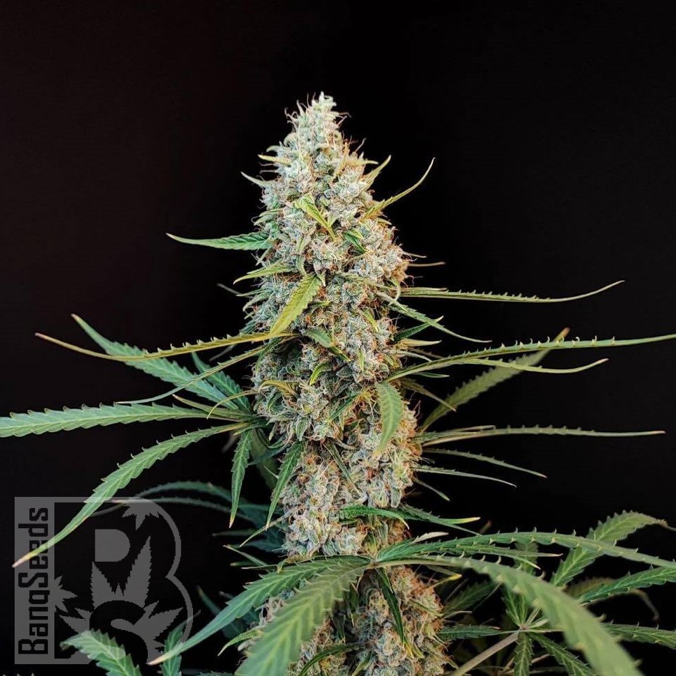 Семена  Wedding Cheesecake feminised Ganja Seeds Семена  Wedding Cheesecake feminised Ganja Seeds