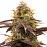 Семена  Wedding Cheesecake feminised Ganja Seeds Семена  Wedding Cheesecake feminised Ganja Seeds