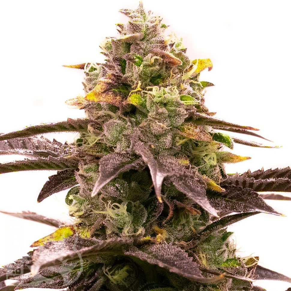 Семена  Wedding Cheesecake feminised Ganja Seeds Семена  Wedding Cheesecake feminised Ganja Seeds