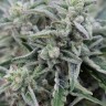 заказать качественные семена конопли Northern Lights regular заказать качественные семена конопли Northern Lights regular