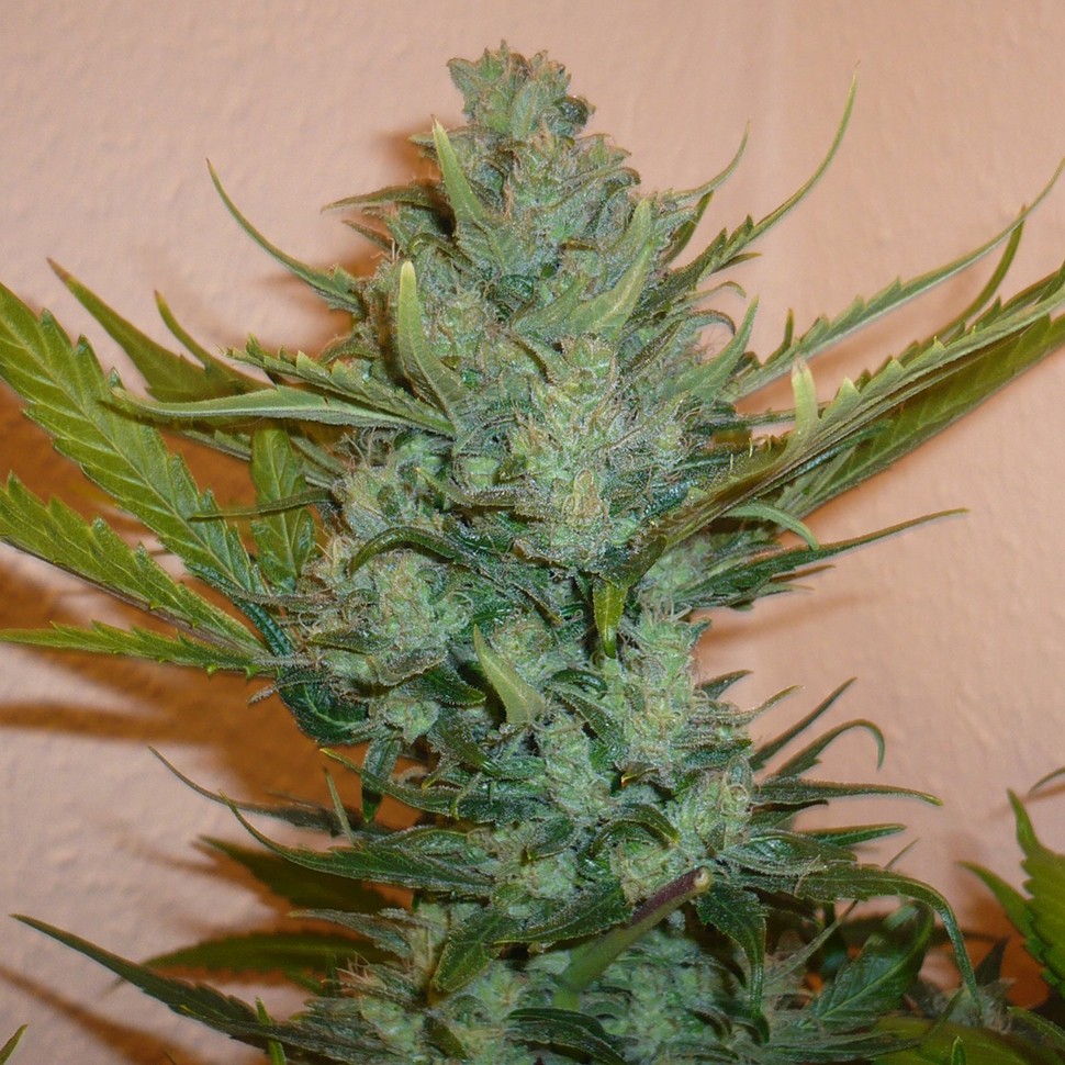 заказать на сайте семена конопли Northern Lights regular заказать на сайте семена конопли Northern Lights regular