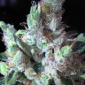 где можно заказать семена конопли Northern Lights regular где можно заказать семена конопли Northern Lights regular