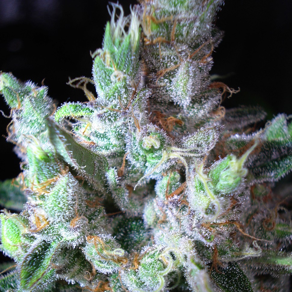 где можно заказать семена конопли Northern Lights regular где можно заказать семена конопли Northern Lights regular