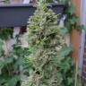 заказать семена конопли курьером Northern Lights regular заказать семена конопли курьером Northern Lights regular