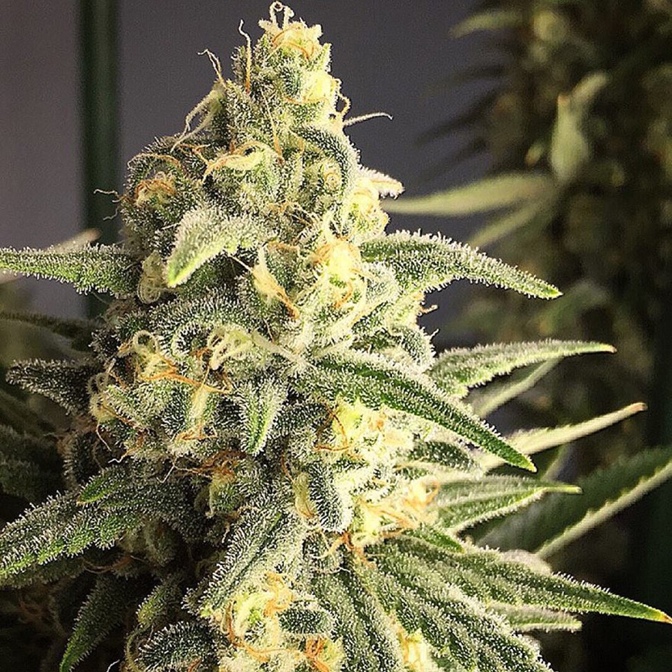 Семена конопли  Cream 47 regular Ganja Seeds