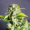 семена культурной конопли купить Auto Cheese feminised семена культурной конопли купить Auto Cheese feminised