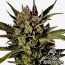 купить семена конопли марихуаны Auto Cheese feminised купить семена конопли марихуаны Auto Cheese feminised