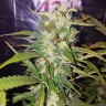 семена конопли почтой Biggest Bud feminised Victory Seeds семена конопли почтой Biggest Bud feminised Victory Seeds