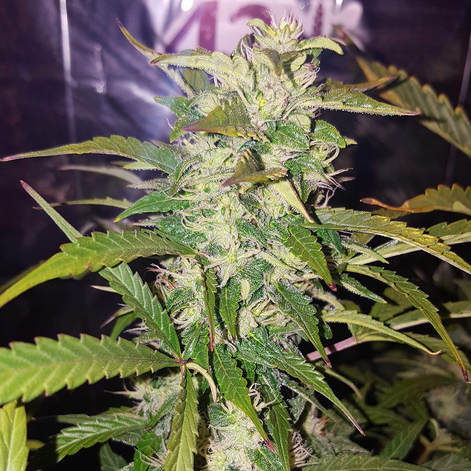 семена конопли почтой Biggest Bud feminised Victory Seeds семена конопли почтой Biggest Bud feminised Victory Seeds