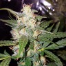 семена марихуаны в Алматы Biggest Bud feminised Victory Seeds семена марихуаны в Алматы Biggest Bud feminised Victory Seeds