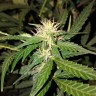 семена конопли индика Biggest Bud feminised Victory Seeds семена конопли индика Biggest Bud feminised Victory Seeds
