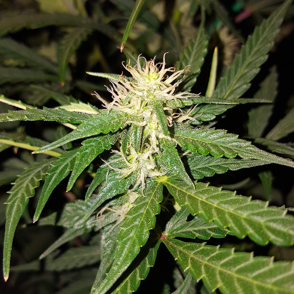 семена конопли индика Biggest Bud feminised Victory Seeds семена конопли индика Biggest Bud feminised Victory Seeds