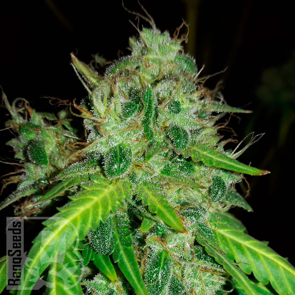 Семена марихуаны  Bubblelicious regular Ganja Seeds