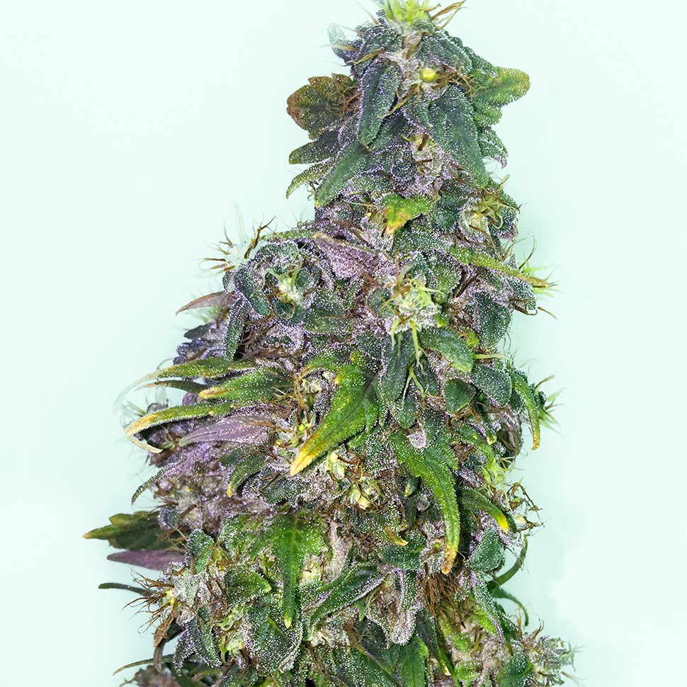 Семена конопли  Mazar regular Ganja Seeds