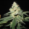 купить семена конопли недорого Auto Great White Shark feminised купить семена конопли недорого Auto Great White Shark feminised