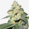 купить семена сортовой конопли Auto Great White Shark feminised купить семена сортовой конопли Auto Great White Shark feminised